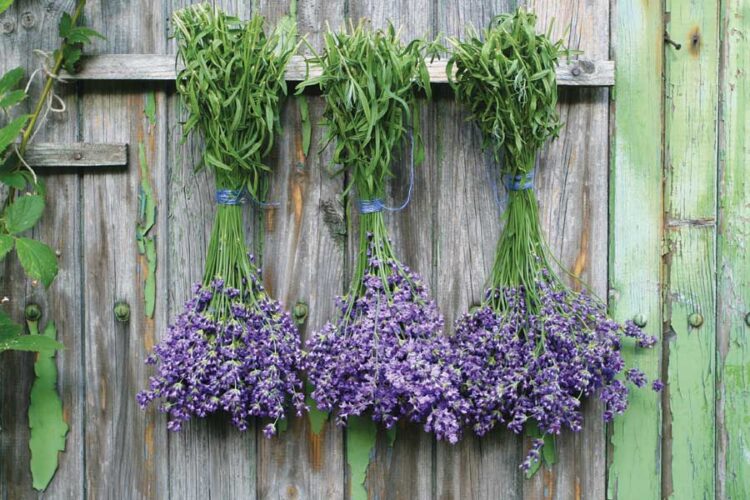 Lavender-Soy Body Scrub